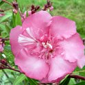 Nerium oleander 'rose double' fleur